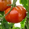 tomate